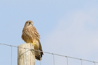 64346 Falco tinnunculus (Gheppio)